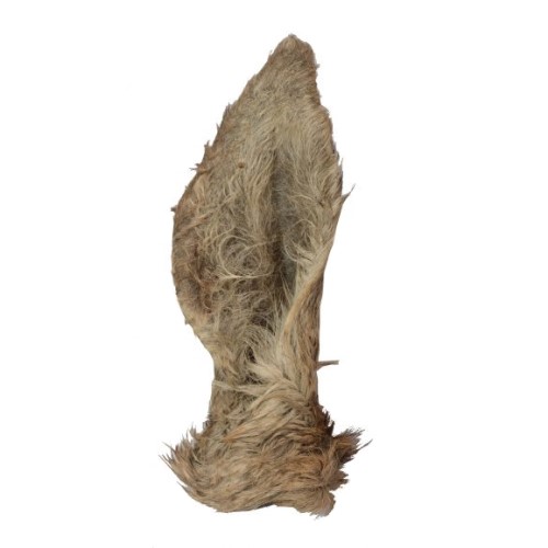 Hertenoor met vleespit – 1stks